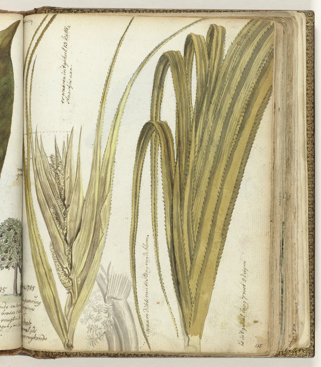 Poedak, Javaanse bloem by Jan Brandes, drawing, 1785