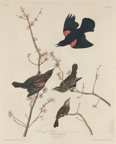 Red-winged Starling by Robert Havell, Jr.; John James Audubon, print, 1829