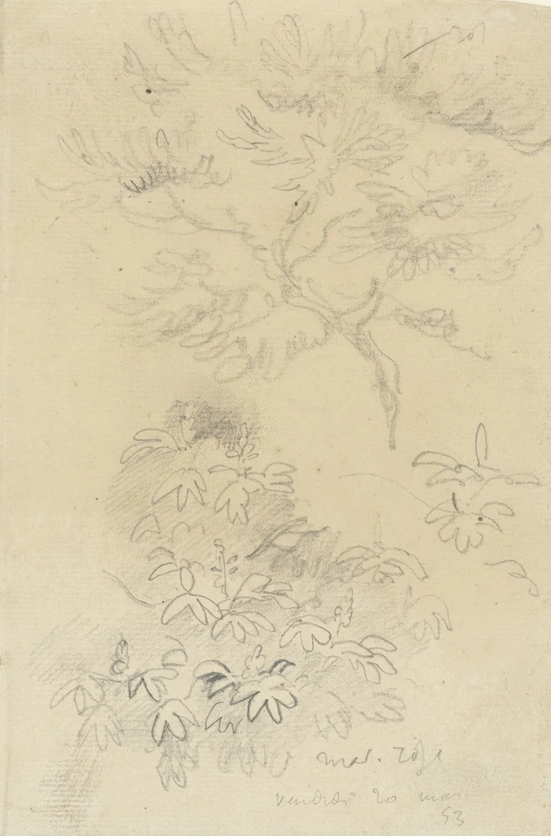 Studieblaadje met roze kastanje by Eugène Delacroix, drawing, 1853