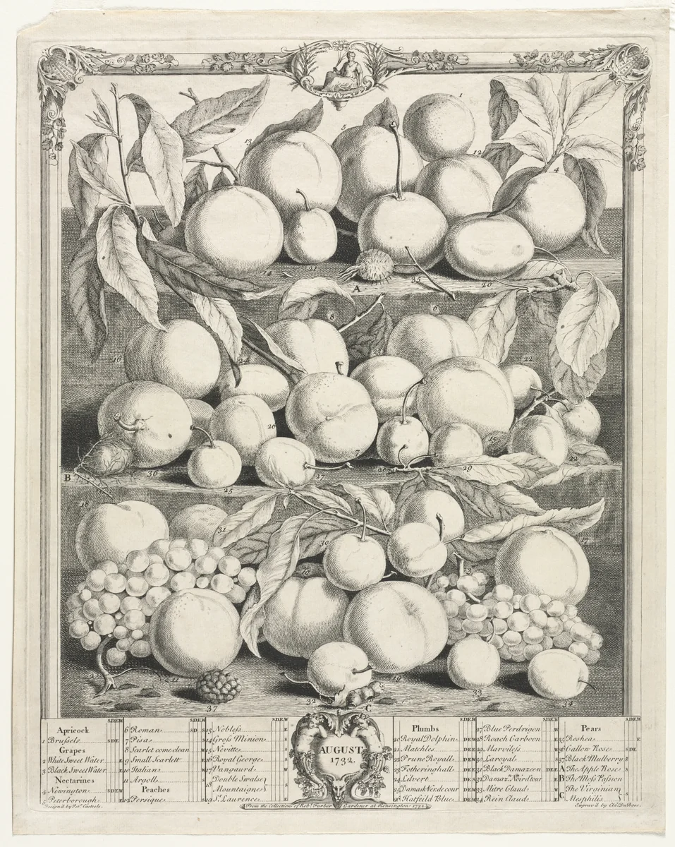 Twelve Months of Fruit: August by Henry Fletcher, print, 1732