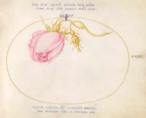 Plate 29: Pink Rose and Rosebud by Joris Hoefnagel, drawing, 1570-1599