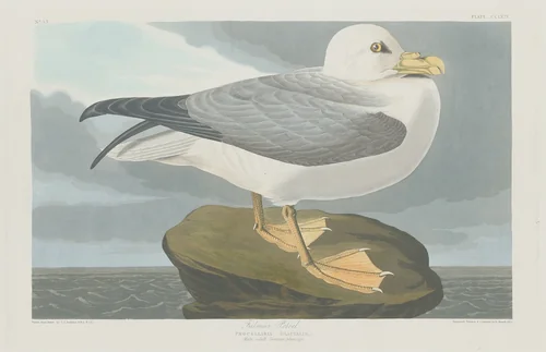 Fulmer Petrel by Robert Havell, Jr.; John James Audubon, print, 1835
