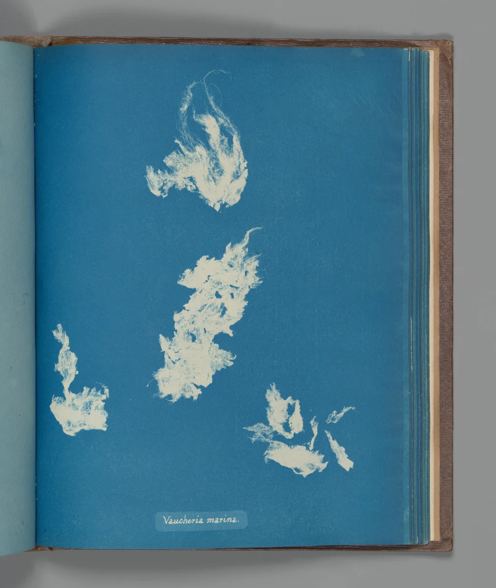 Vaucheria marina by Anna Atkins, photograph, 1851-1855