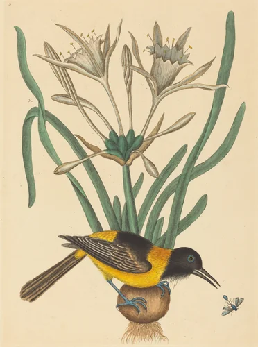 The Yellow and Black Pye (Oriolus Icterus) by Mark Catesby, print, 1731-1743