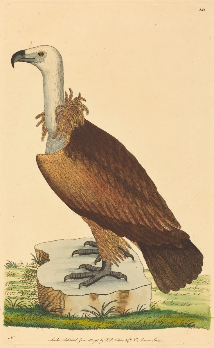 The Alpine Vulture by British 18th Century, print, 1793