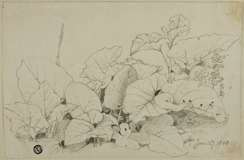 Clump of Leaves and Flowers by Joshua Cristall, drawing, 1808-1847