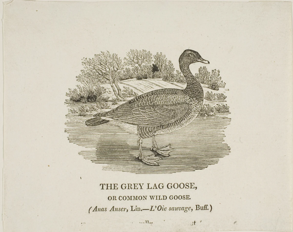 Grey Lag Goose by Thomas Bewick, print, 1773-1828