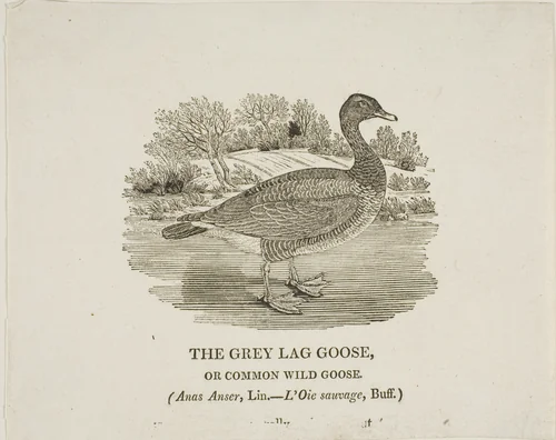 Grey Lag Goose by Thomas Bewick, print, 1773-1828
