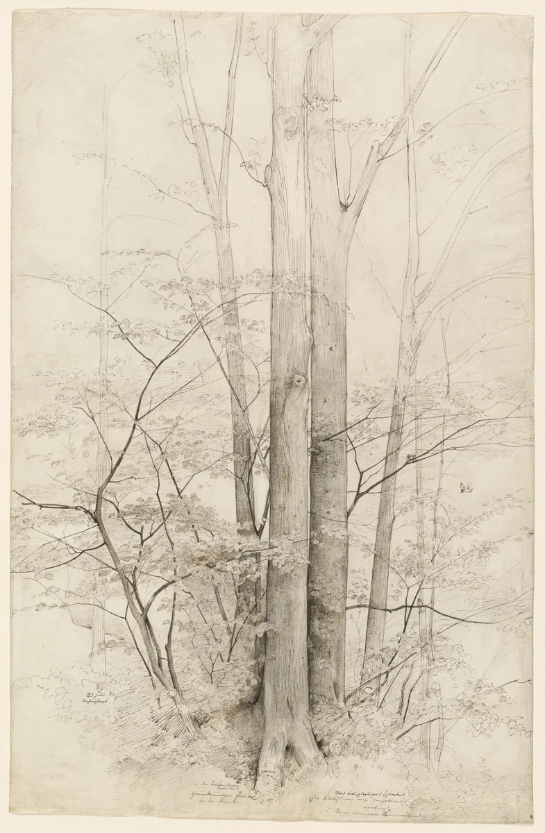 A Stand of Trees by Heinrich Dreber, drawing, 1840