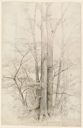 A Stand of Trees by Heinrich Dreber, drawing, 1840