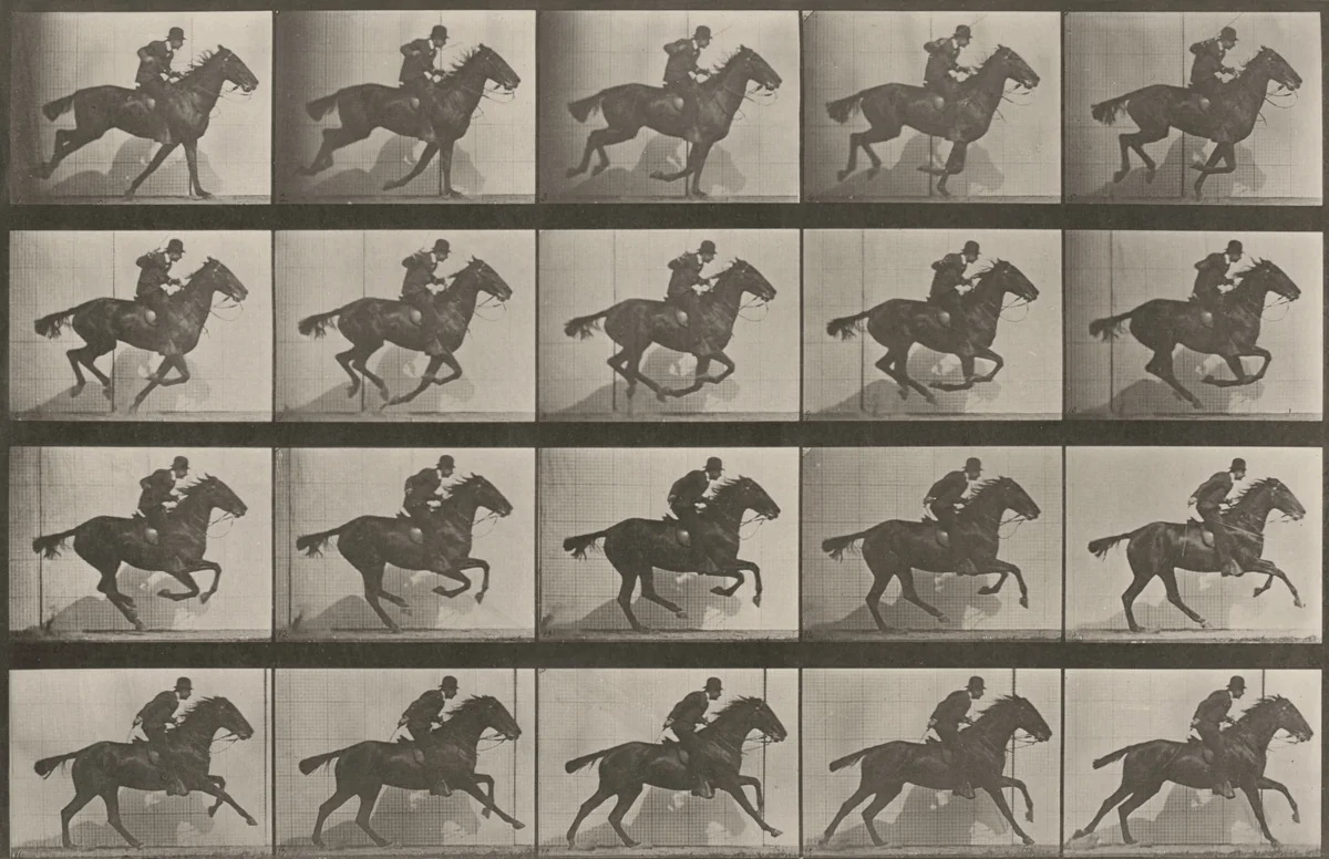 Plate Number 628. "Daisy" galloping by Eadweard Muybridge, photograph, 1887