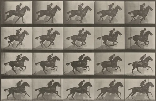 Plate Number 628. "Daisy" galloping by Eadweard Muybridge, photograph, 1887