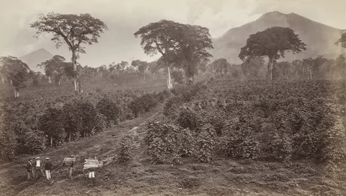 Coffee Plantation of Wm. Nelson, Las Nubes by Eadweard Muybridge, photograph, 1875