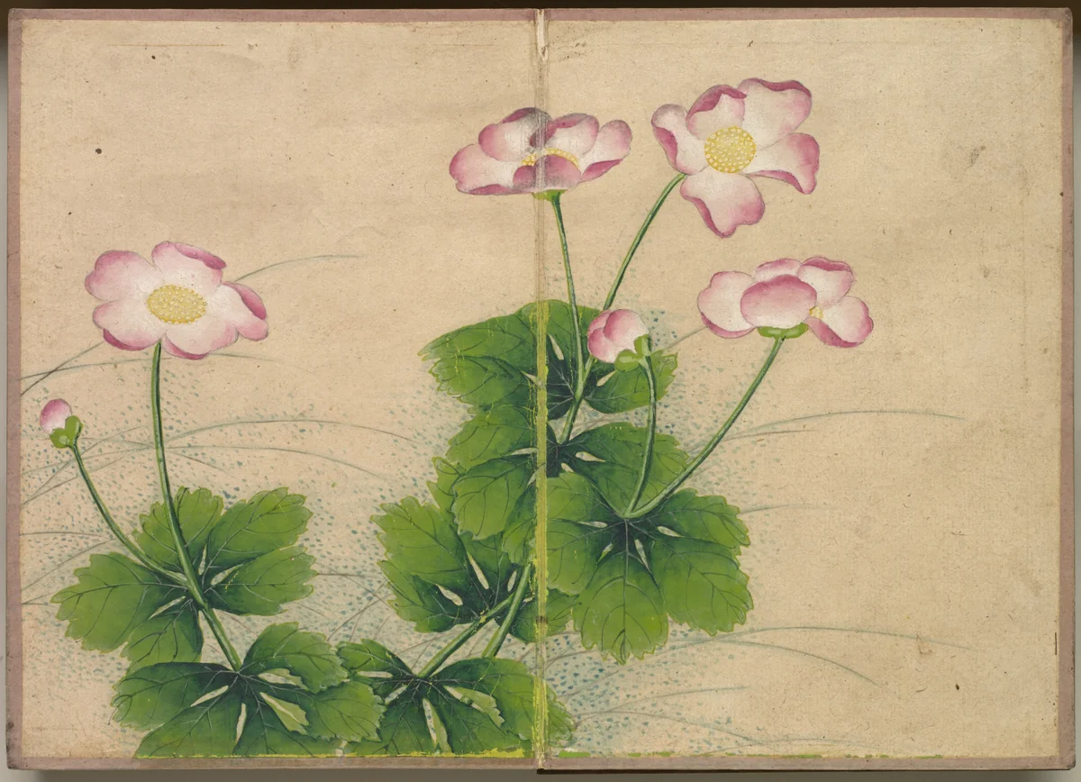 Desk Album: Flower and Bird Paintings (mallow flowers) by Zhang Ruoai, painting, 1700-1799