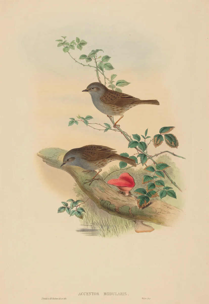 Accentor modularis (Dunnock) by John Gould, print, 1804-1881