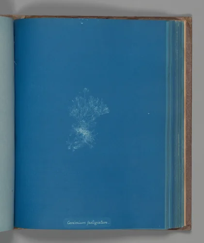 Ceramium fastigiatum by Anna Atkins, photograph, 1851-1855