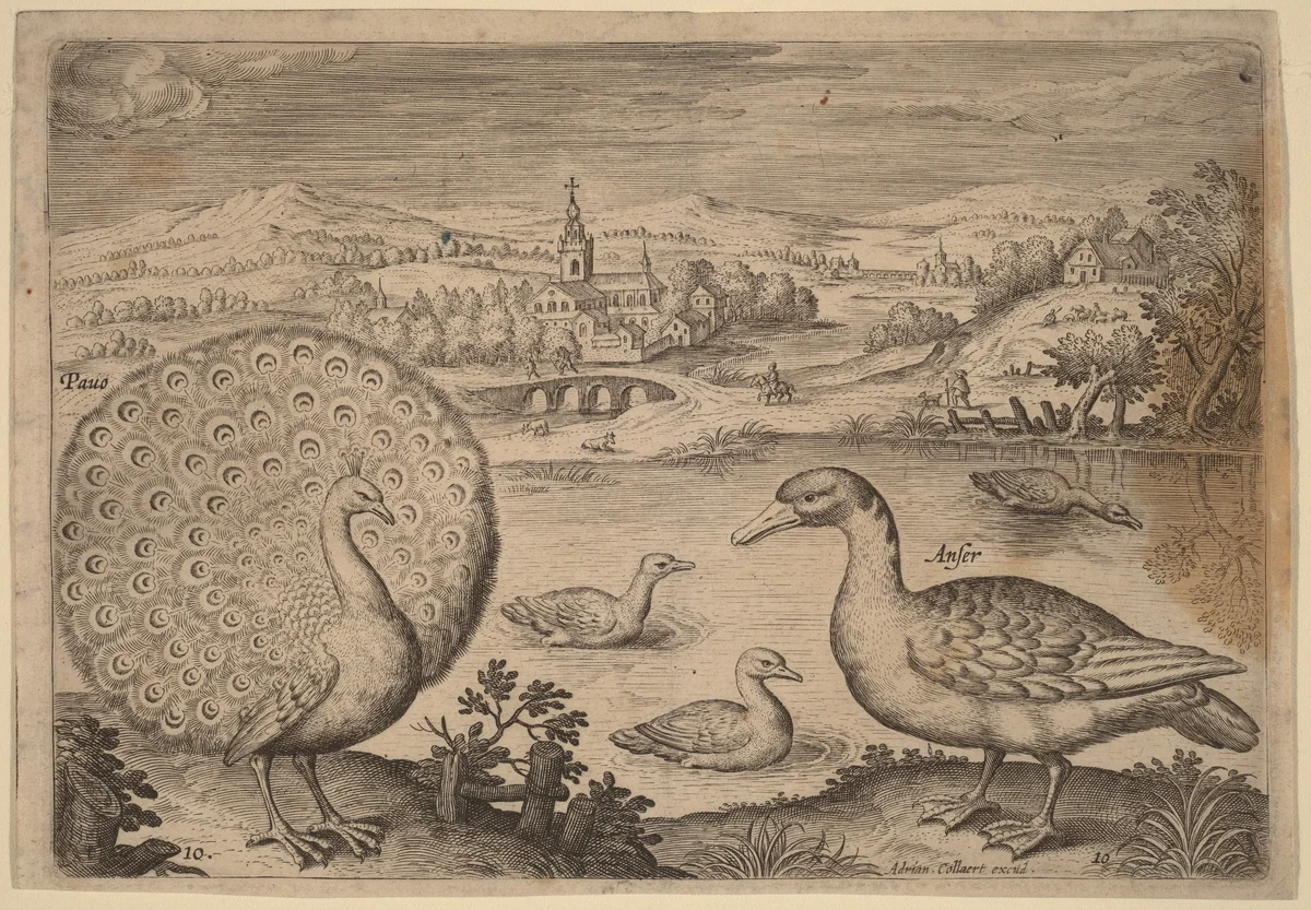 Peacock and Goose by Adriaen Collaert, print, 1595-1605