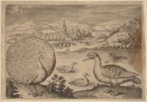 Peacock and Goose by Adriaen Collaert, print, 1595-1605