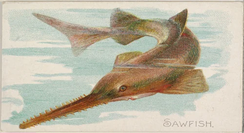 Sawfish, from the Fish from American Waters series (N8) for Allen & Ginter Cigarettes Brands by Allen & Ginter, print, 1889