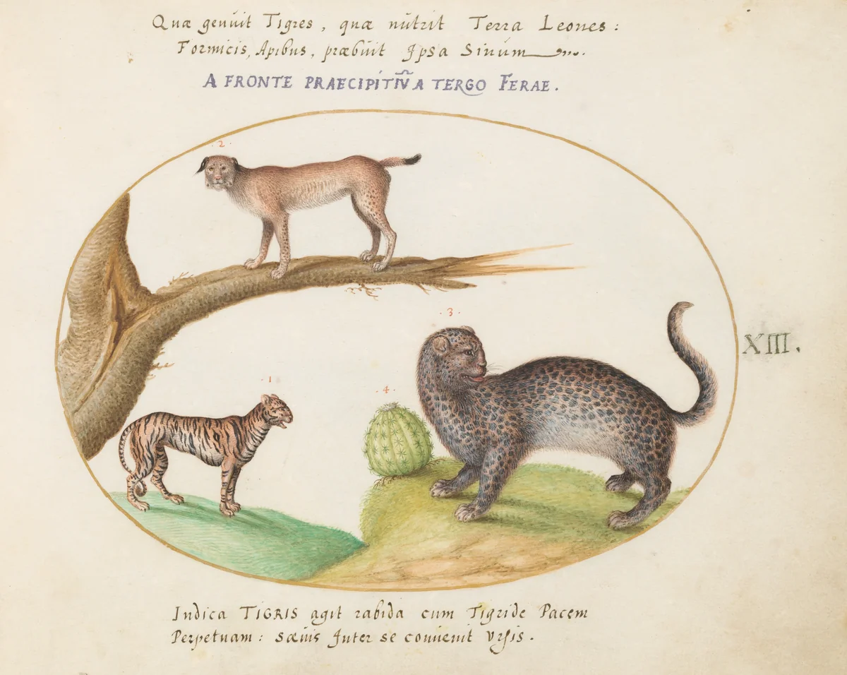Plate 13: A Tiger, a Lynx, and a Jaguar(?) by Joris Hoefnagel, drawing, 1570-1599