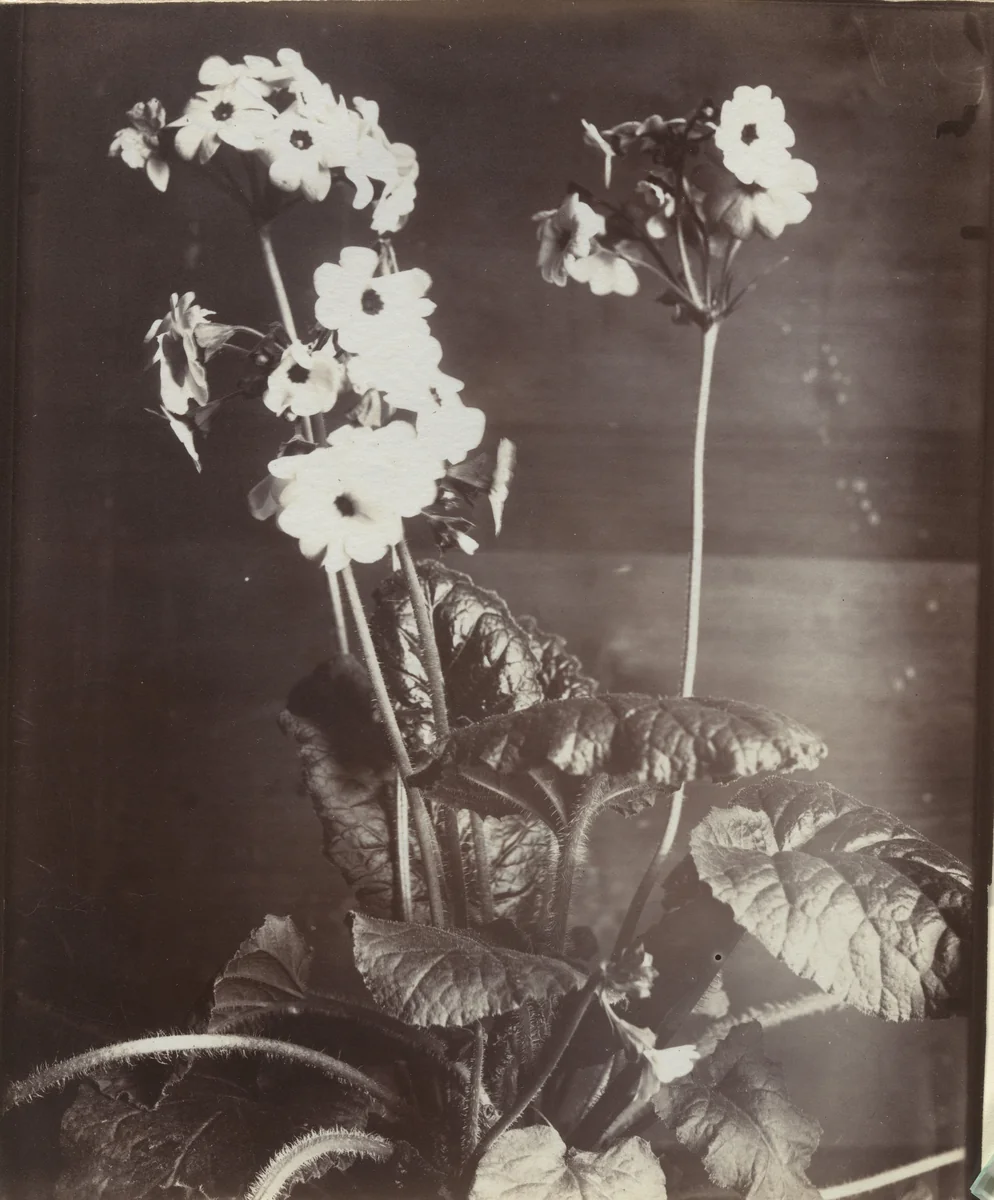 Primavère by Eugène Atget, photograph, 1919