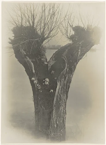 Knotwilg by Richard Tepe, photograph, 1900-1940