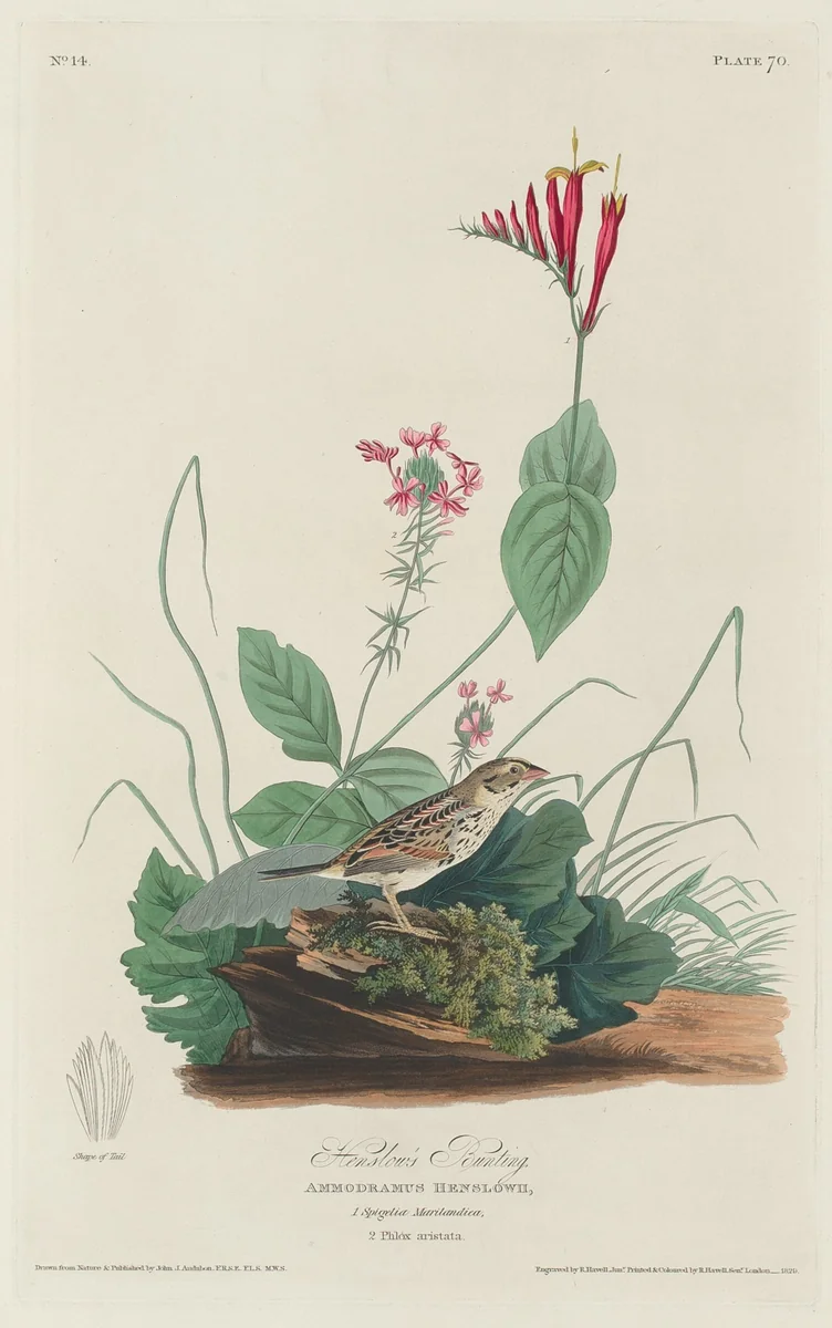 Henslow's Bunting by Robert Havell, Jr.; John James Audubon, print, 1829