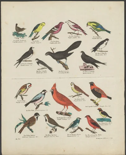 Soorten vogels by anonymous, print, 1837-1868