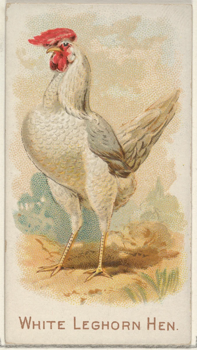 White Leghorn Hen, from the Prize and Game Chickens series (N20) for Allen & Ginter Cigarettes by Allen & Ginter, print, 1891