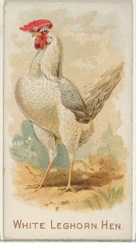 White Leghorn Hen, from the Prize and Game Chickens series (N20) for Allen & Ginter Cigarettes by Allen & Ginter, print, 1891