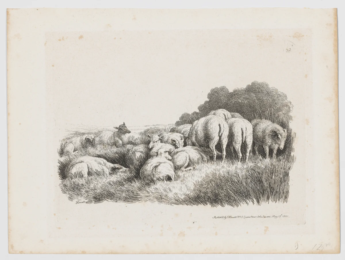 Sheep by Samuel Howitt, print, 1801