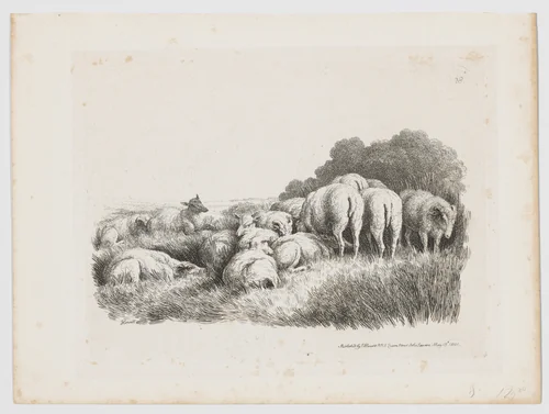 Sheep by Samuel Howitt, print, 1801