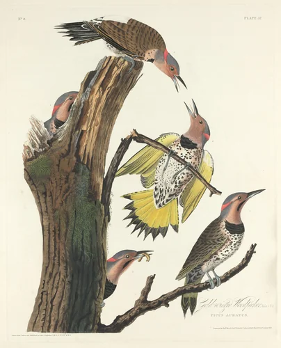 Gold-winged Woodpecker by Robert Havell, Jr.; John James Audubon, print, 1828