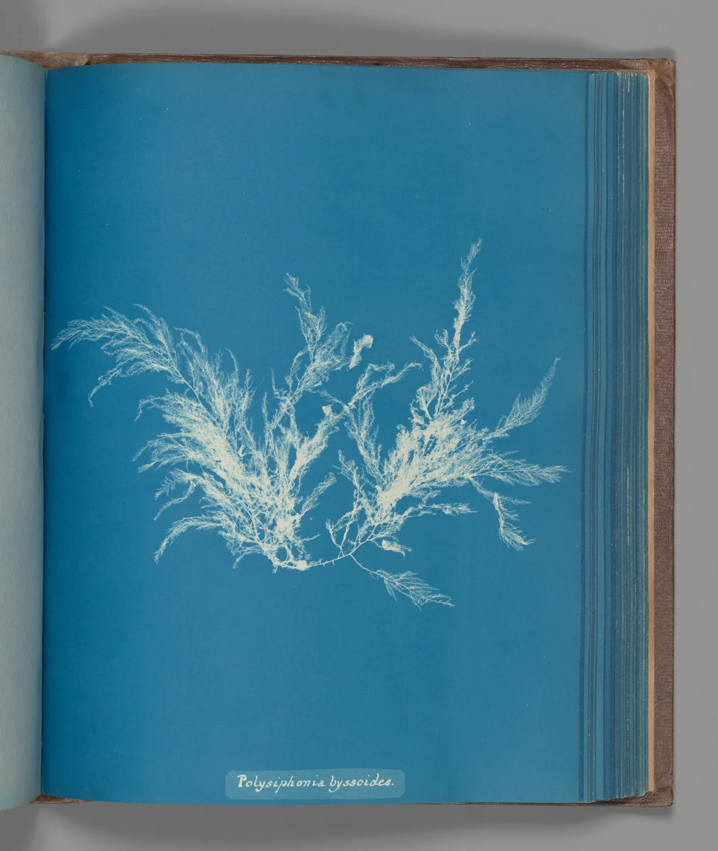 Polysiphonia byssoides by Anna Atkins, photograph, 1851-1855