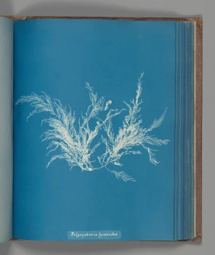 Polysiphonia byssoides by Anna Atkins, photograph, 1851-1855