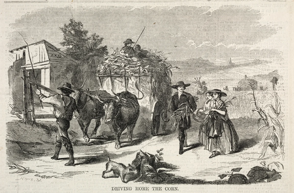 Driving Home the Corn by Winslow Homer, print, 1858