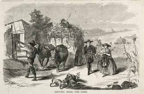 Driving Home the Corn by Winslow Homer, print, 1858