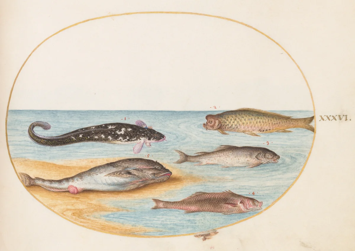 Plate 36: Five Fish, Including Carp(?) by Joris Hoefnagel, drawing, 1570-1599