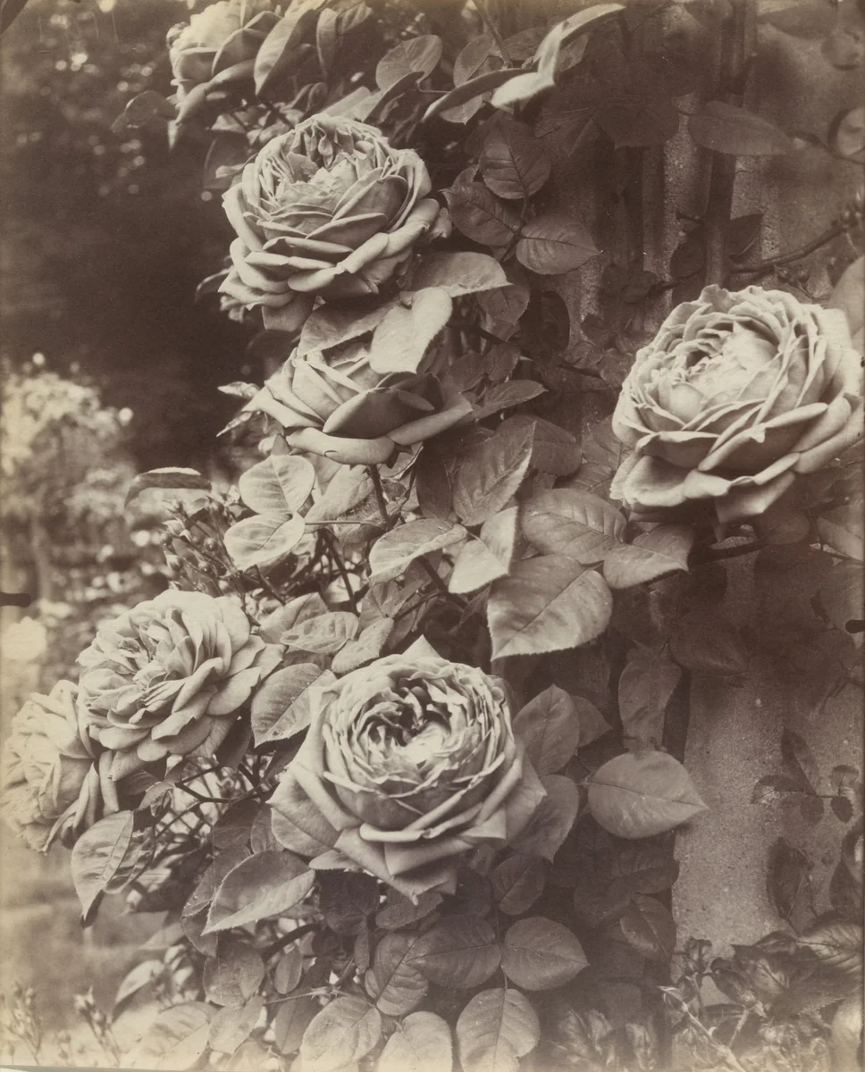 Roses by Eugène Atget, photograph, 1922