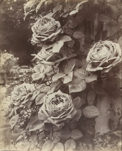 Roses by Eugène Atget, photograph, 1922