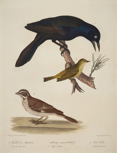 Female Crow Blackbird, Orange-Crowned Warbler, Lark Finch by Titian Ramsay Peale, print, 1773-1846