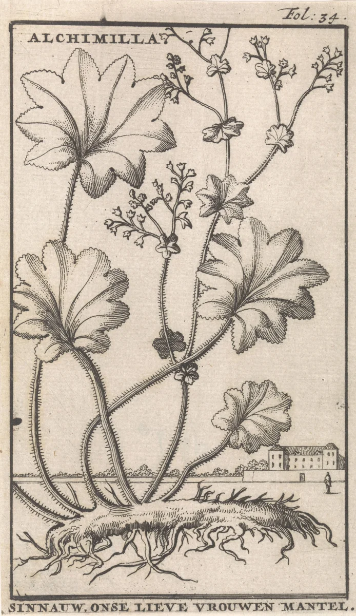 Vrouwenmantel by Caspar Luyken, print, 1698