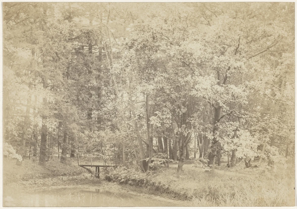 Boslandschap by anonymous, photograph, 1880-1900