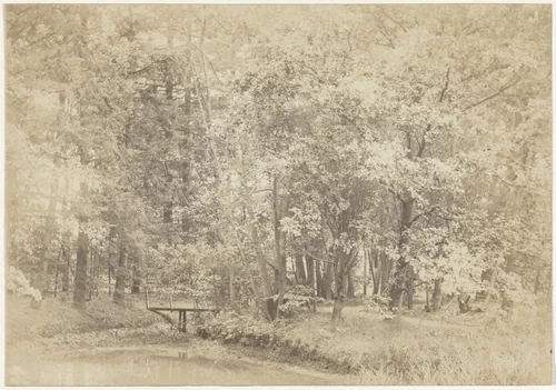 Boslandschap by anonymous, photograph, 1880-1900