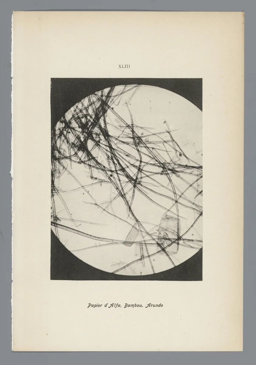 Microfoto’s van papiervezels by anonymous, photograph, 1900