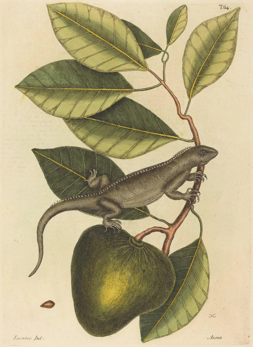 The Guana (Lacerta Iguana) by Mark Catesby, print, 1731-1743