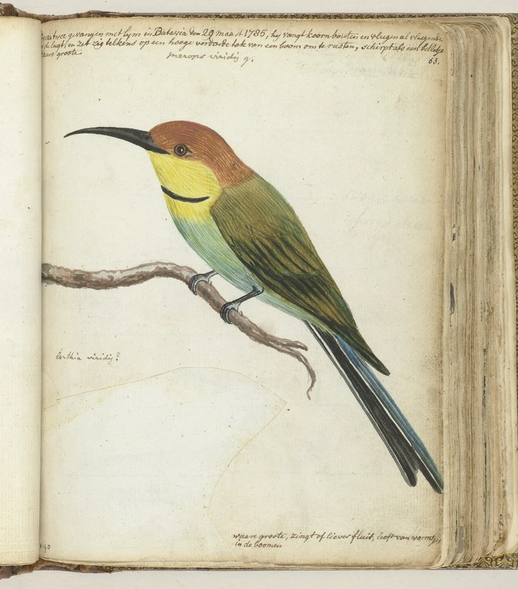 Kleine vogel op tak by Jan Brandes, drawing, 1785