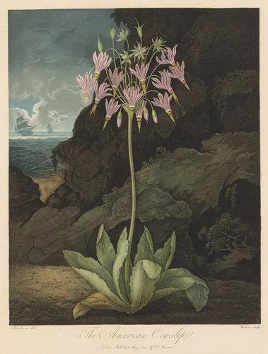 The American Cowslip, Plate 26 by Thomas Warner, print, 1801