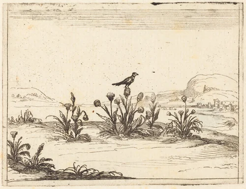 Bird Perched in a Thistle by Jacques Callot, print, 1628