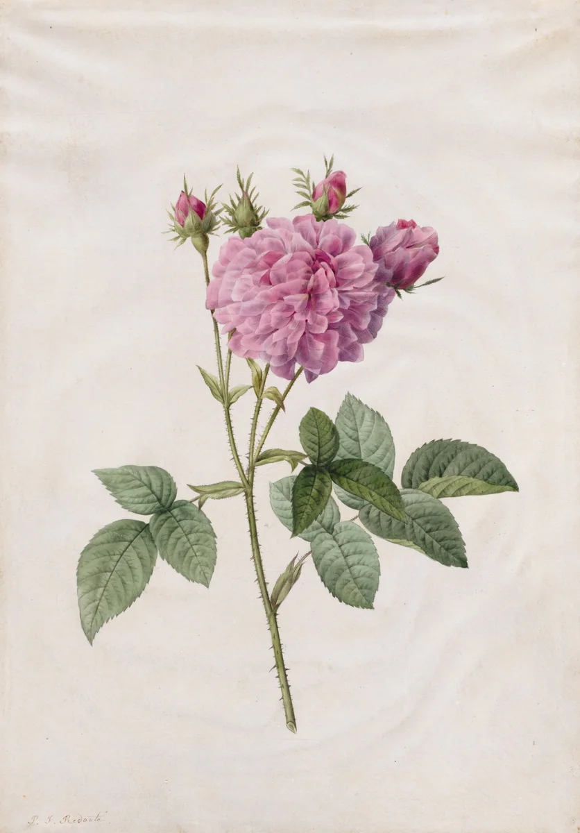 Agatha Rose (Rosa Gallica Agatha) by Henry Joseph Redouté, drawing, 1817-1824